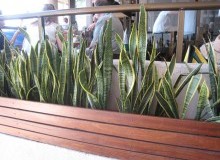 Kwikfynd Indoor Planting
brucknell