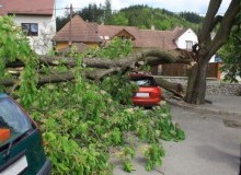 Kwikfynd Tree Cutting Services
brucknell