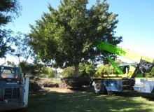 Kwikfynd Tree Management Services
brucknell